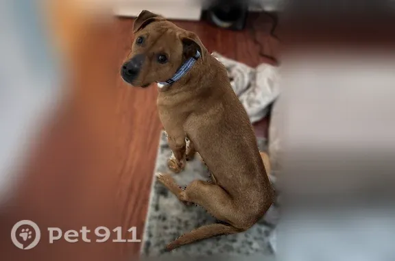 Lost dog, Outer Drive West, Arlington - male, reddish brown with white under chest - photo