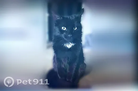 Chat perdu mâle, Rue Marcel Bourset, 19, Aixe-sur-Vienne - photo