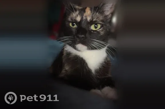 Chat perdu femelle, Rue Gutenberg, 44, Saint-Étienne, Lyon - écaille de tortue, yeux verts - photo