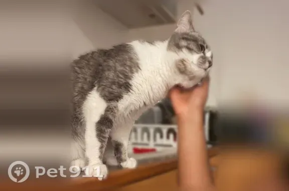 Chat perdu mâle, Rue Denis Papin, 2, Pantin - gris au-dessus et blanc en dessous - photo