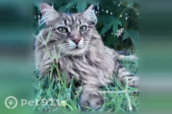 Chat perdu mâle, Lotissement le Pré Cordon, 8, Dagneux - photo