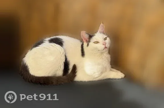 Chat perdu mâle, Rue de la Grève, 20, Saintes - yeux verts - photo