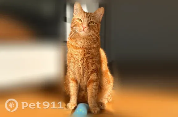 Chat perdu mâle, Route de Versailles, 13, Le Port-Marly - roux trigré, queue en tire-bouchon - photo
