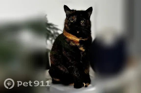 Chat perdu femelle, Chemin des Jarouilles, Coutras, Paris - pucée, écaille de tortue - photo