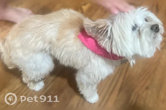 Lost dog, Trinity Vista Trail, 8625, Fort Worth, Hurst - female, oatmeal cream fur, missing teeth - photo