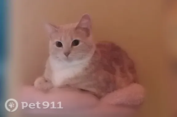 Lost cat, Sollers Point Road, 2918, Baltimore - female, 2 years old, very friendly - photo