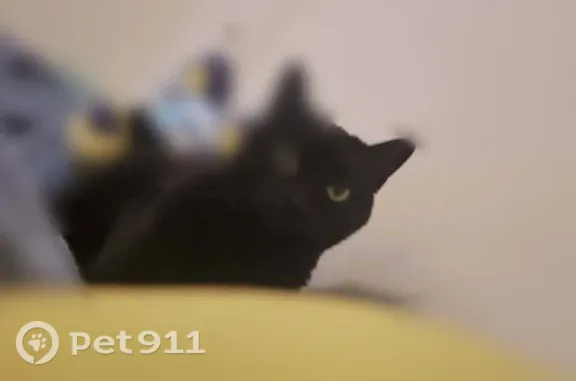 Lost cat, Z Court, Sheboygan, Arlington - black, chunky female - photo