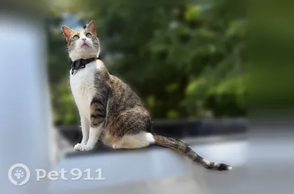 White belly, grey, had a collar with phone number and name. Lost his AirTag about 2 weeks ago but (case/holder) is still on his collar. Very kind, loves people!