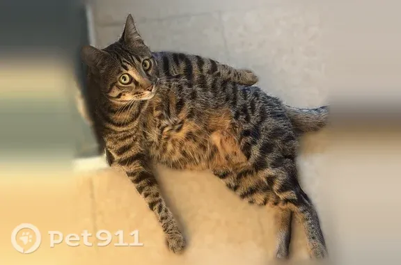 Chat perdu mâle, Rue du Clos des Moulins, 21, Orléans - photo