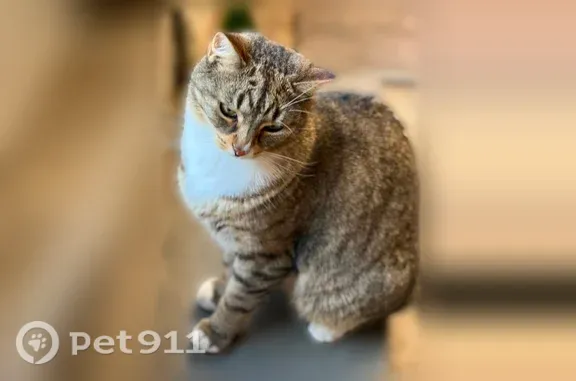 Chat perdu mâle, Rue du Couvent, Béthune, Arras - tigré gris blanc - photo