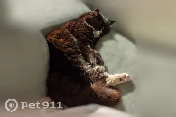 Chat perdu femelle, Impasse du Quartier Llanas, 1, Saint-Estève - poils longs et queue touffue - photo