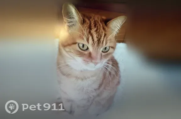Chat perdu mâle, 9, Lécousse, Lécousse - roux avec collier et pucé - photo