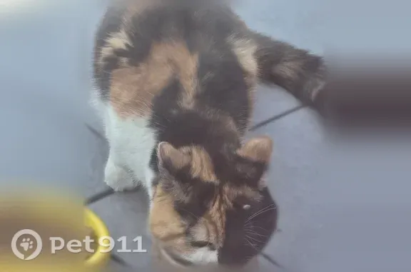 Chat trouvé Paris, photo: Chat trouvé, Rue Louis Pasteur, 59, Mont-Saint-Aignan, Paris — petit et craintif