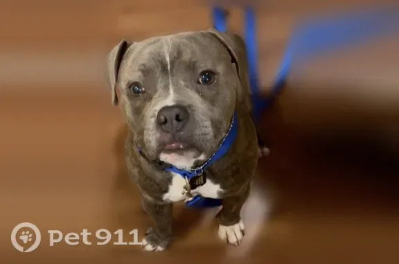 Lost dog, Bickers Street, 2425, Euless - male, blue collar - photo