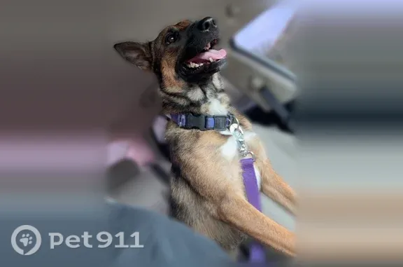 Lost dog, West Cactus Road, 4229, Phoenix - female - photo