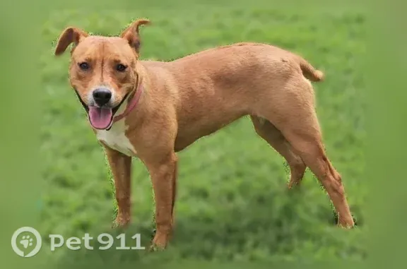 Lost dog, Community Lane, Midland, Farmers Branch - female, brown with a scar above the tail - photo