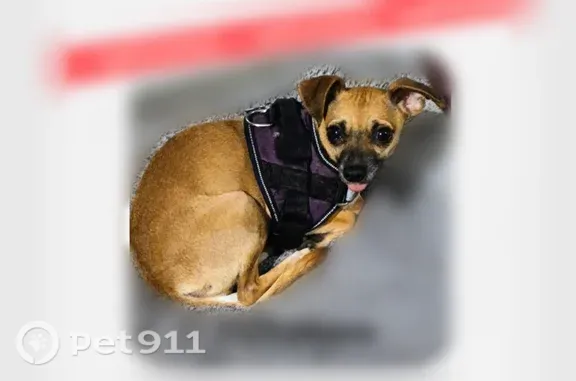 Lost dog, Helms Road, 1110, Houston - female service dog - photo