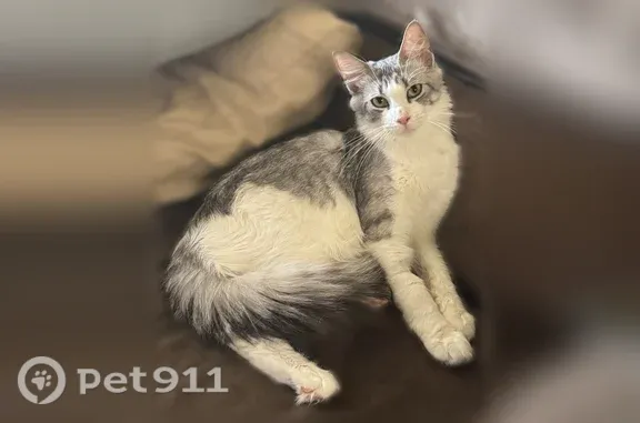 Lost cat, Swallowtail Lane, 127, Pensacola - female, long fur, green collar - photo