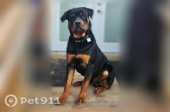 Lost dog, Laredo Avenue, 930, Arlington - bright orange name collar - photo