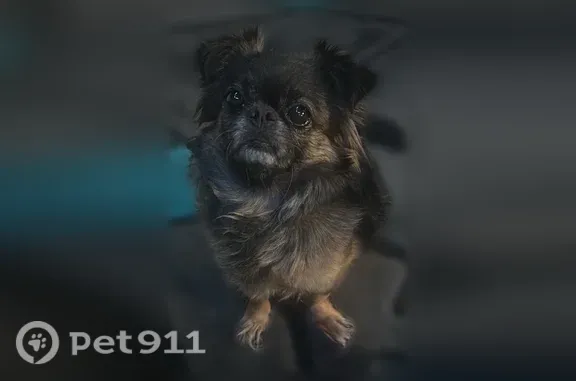 Lost dog, female, Bassett Stre...