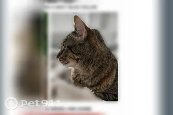 Lost cat, Frankfort, Chicago - male - brown and black fur - photo