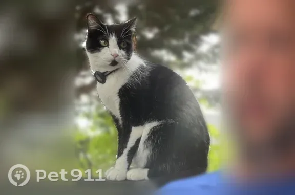 Lost cat, Columbia Street, 2901, Vancouver - male, tuxedo cat - photo