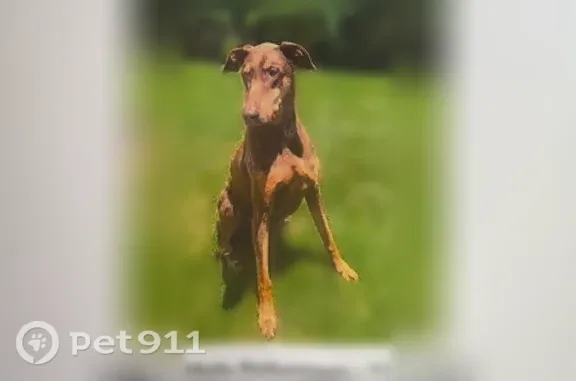 Lost dog, Yorkshire Way, 204,...