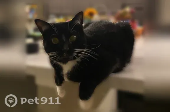 Lost cat, Union Avenue, 39350, Pomeroy, Columbus - male tuxedo with white paws - photo