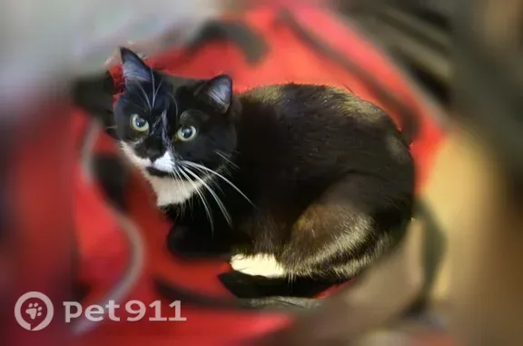 Lost female cat, Studio 6 Extended Stay Hotel, I-35, Tulsa - timid indoor cat - photo