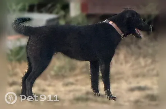 Found dog Laytonville, photo: Found dog, U.S. 101, 43750, Laytonville - female, no collar