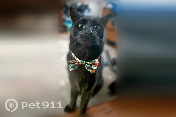 Missing cat Philadelphia, photo: Lost cat, Grays Ferry Avenue, 3400, Philadelphia - male, crinkled left ear