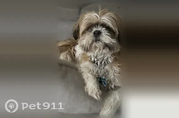 Lost dog, North 31st Street, 1...