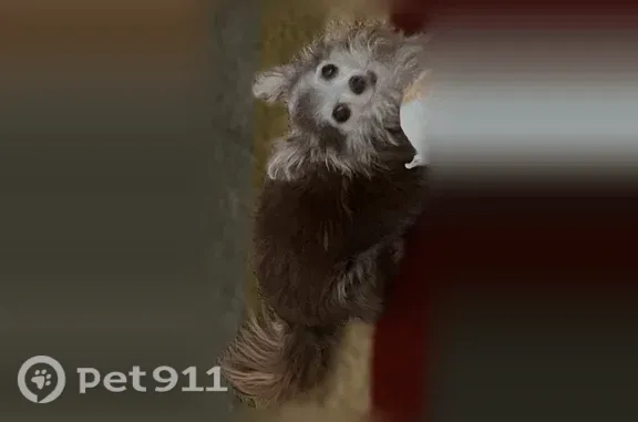 Lost dog, North 15th Street, 7...