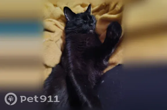 Lost cat, Raine Street, 102, Pickerington - female, black bushy tail, orange eyes - photo