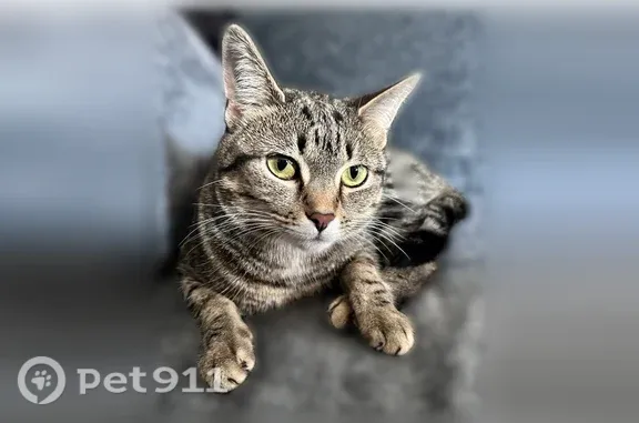 Lost cat, Grandel Boulevard, 5925, Louisville - small gray cat with black stripes - photo