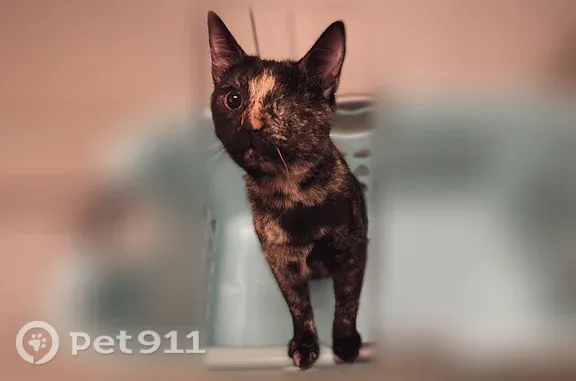 Tortoise shell, 1yo, has a missing eye.
