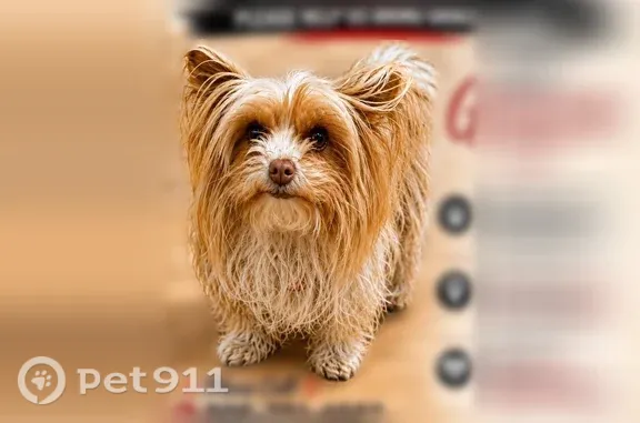 Lost dog, 135th Street, Lubboc...