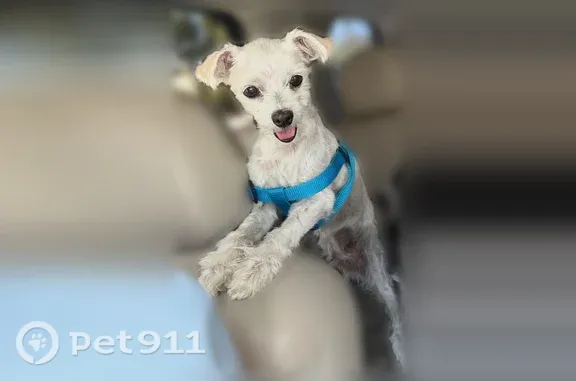 Lost dog, Lawnwood Street, La...