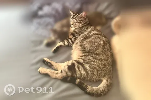 Whiskey is a white and black tabby cat, 5 years old. He is a half inside and half outside cat and one day he just didn’t come back, hes super sweet and if you get down on his level and hold your hand out he will most likely come to you. Please keep a lookout and check your sheds thank you!