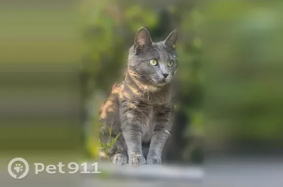 Lost cat, Aspesi Drive, 18639, Saratoga - female Russian blue, silver/grey - photo