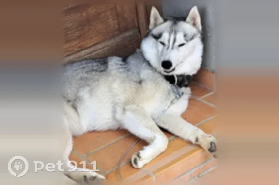 Chien perdu, Rue de la Tour, 37, Paris — femelle - photo