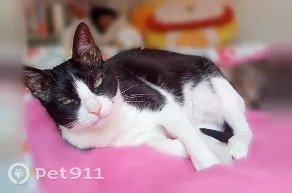 Perdu chat femelle, Rue de Fontaine les Dijon, 29, Dijon - noire et blanche, tache blanche à l'épaule - photo