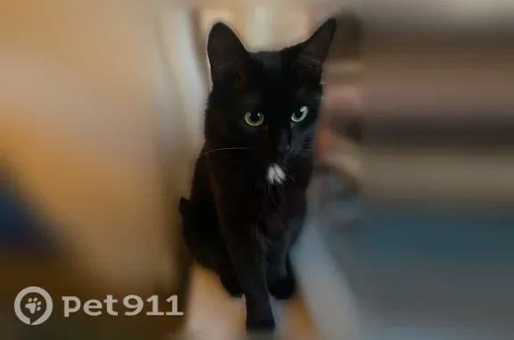 Lost cat, White Pines Drive, 2765, Coeur d'Alene, Boise - female, long black fur, crooked tail tip - photo