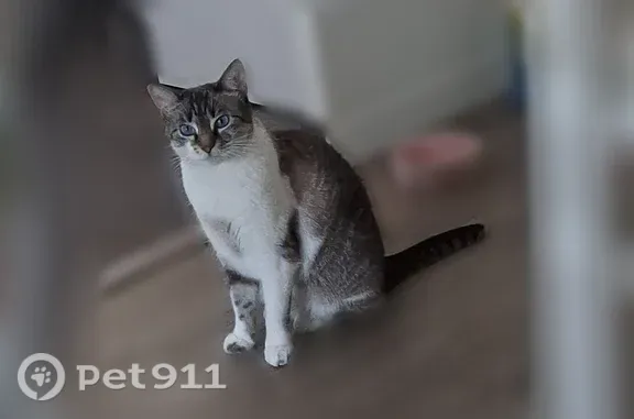 Chat perdu femelle, Le Puy-en-Velay, Auvergne-Rhône-Alpes - queue courte, yeux bleus - photo