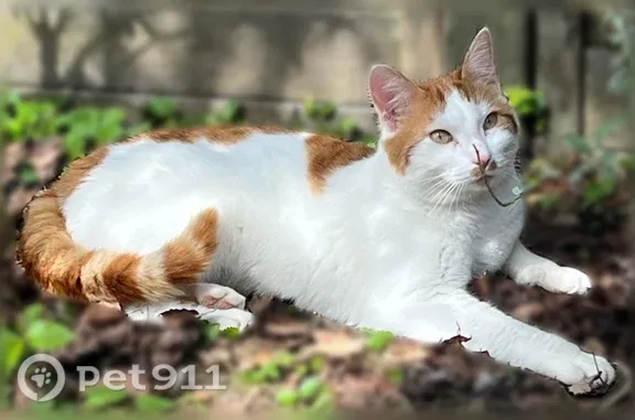 Chat perdu mâle, Rue du Debuche, Rambouillet, Carcassonne - blanc et roux, plutôt craintif - photo