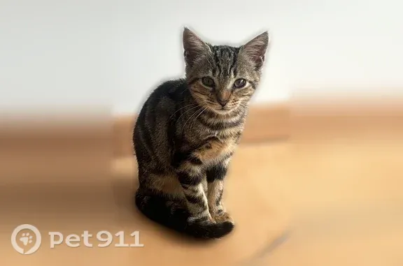 Chat perdu femelle, Rue d'Auge, 187, Caen - toute petite et adorable - photo