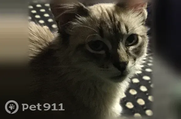 Chat perdu mâle, Plouhinec, Bretagne, Pantin - tatoué tout petit - photo