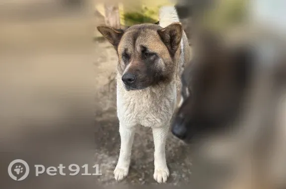 Chien perdu mâle, Lebucquière, Lille - grand akita américain - photo