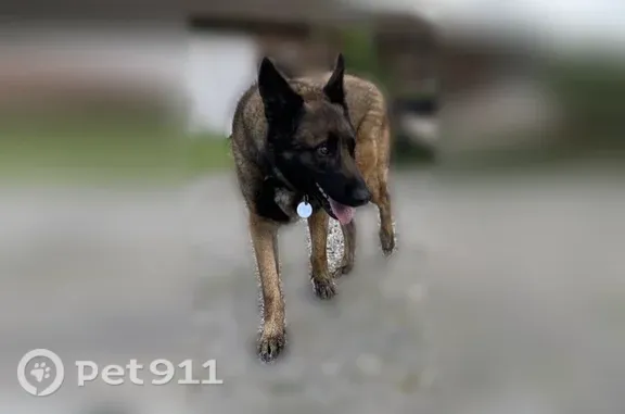 Chien perdu mâle, Chemin de Ladoux, 21, Saint-Jory - grand Malinois foncé - photo