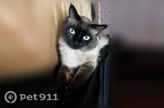 Chat perdu mâle, Rue Pierre Brossolette, Aulnoy-lez-Valenciennes - médicaments matin et soir - photo